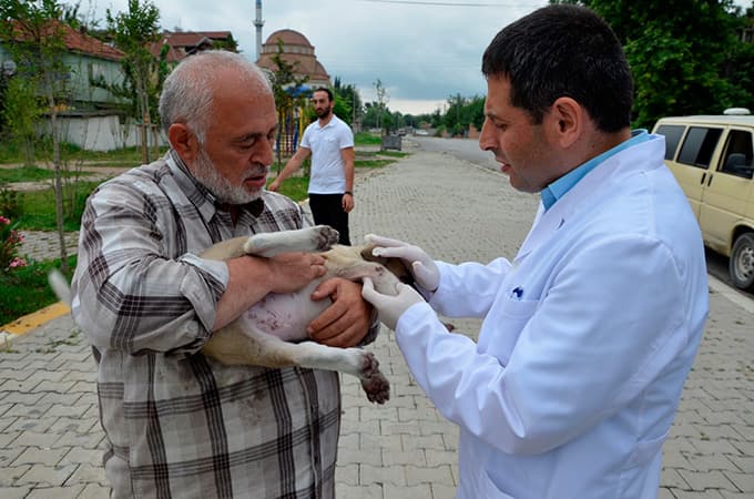 Erenler'de ücretsiz veteriner aşı kampanyası devam ediyor