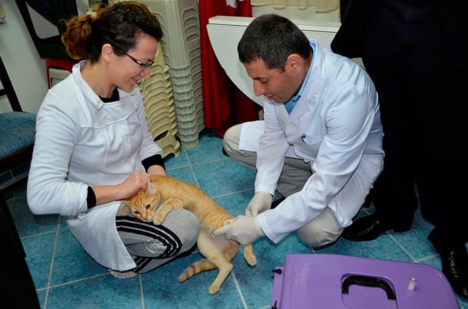 Erenler'de ücretsiz veteriner aşı kampanyası devam ediyor