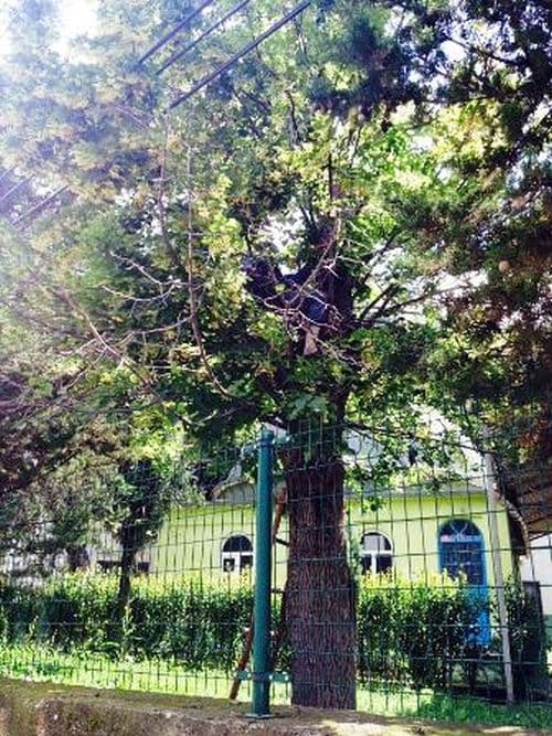 90'lık dede ağacın tepesinde