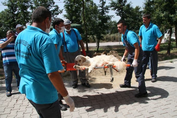 Sahipsiz Hayvanlar Geçici Bakımevi, basına tanıtıldı