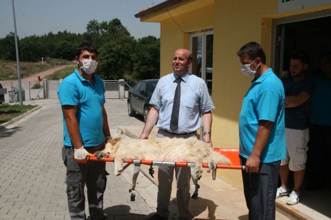 Sahipsiz Hayvanlar Geçici Bakımevi, basına tanıtıldı