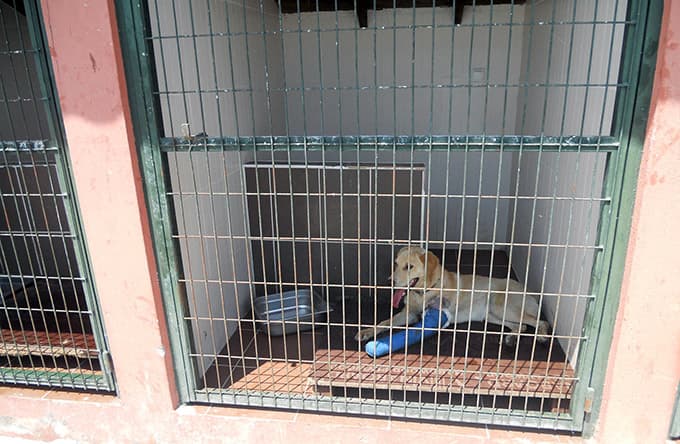 Zabıta ekipleri yaralı köpeğe müdahale etti