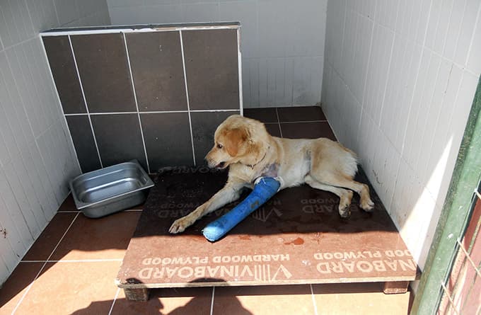 Zabıta ekipleri yaralı köpeğe müdahale etti