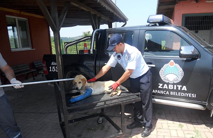 Zabıta ekipleri yaralı köpeğe müdahale etti