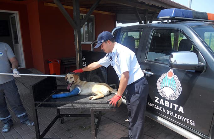 Zabıta ekipleri yaralı köpeğe müdahale etti