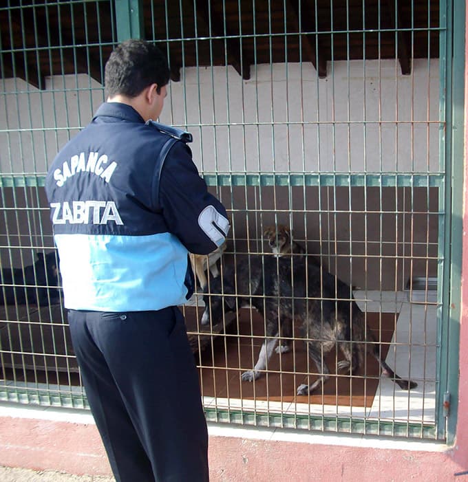Zabıta ekipleri yaralı köpeğe müdahale etti