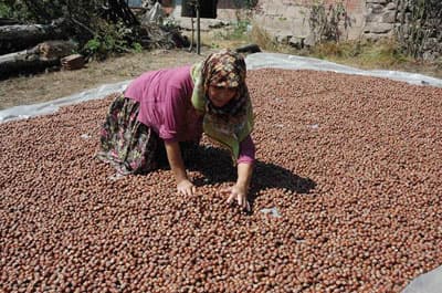 Fındıkçılar Tatmin Olamadı