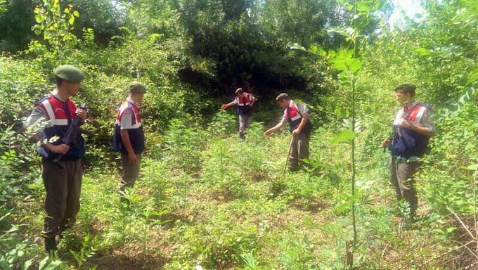 Ormanlık alanda 300 kök kenevir bulundu