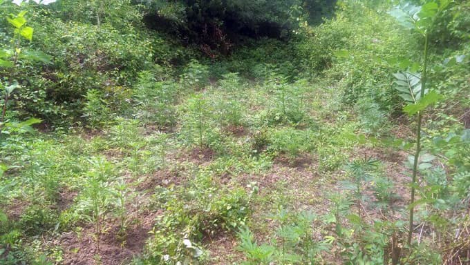 Ormanlık alanda 300 kök kenevir bulundu
