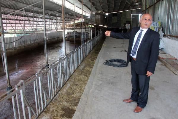 Aldıkları inekler hastalıklı çıktı, besiciler icralık oldu