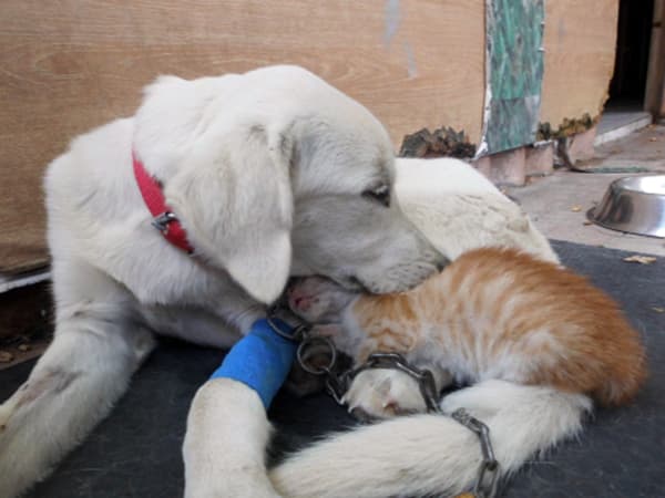 Yavru köpek ile kedinin ibretlik dostluğu