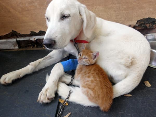 Yavru köpek ile kedinin ibretlik dostluğu