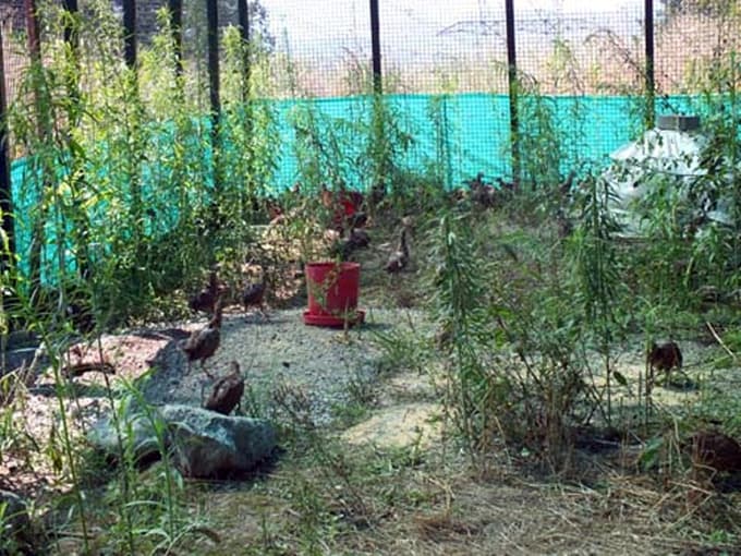 Sakarya sülünlerine kavuştu