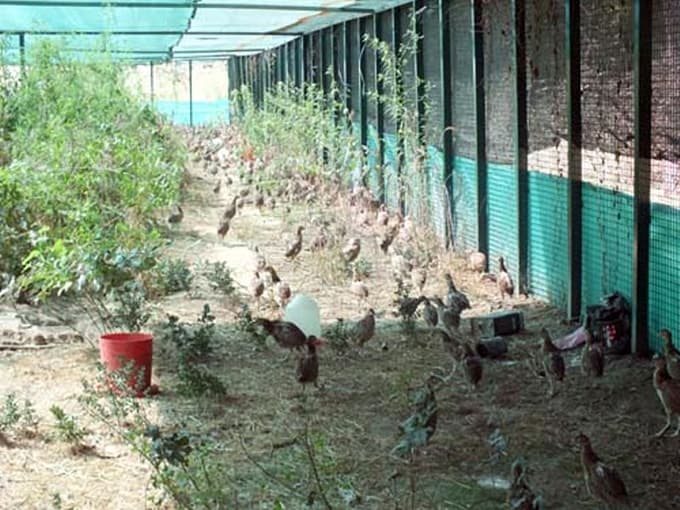 Sakarya sülünlerine kavuştu