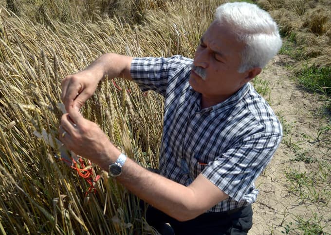 Mısır ve buğdaylar, hastalıklara karşı bağışıklık kazanacak