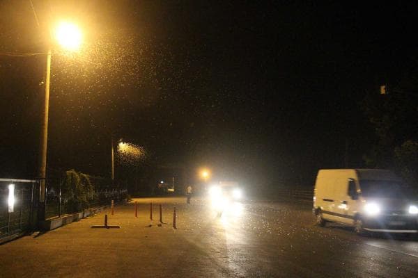 Sakarya Köprüsü'nde sineklerin ölüm dansı başladı