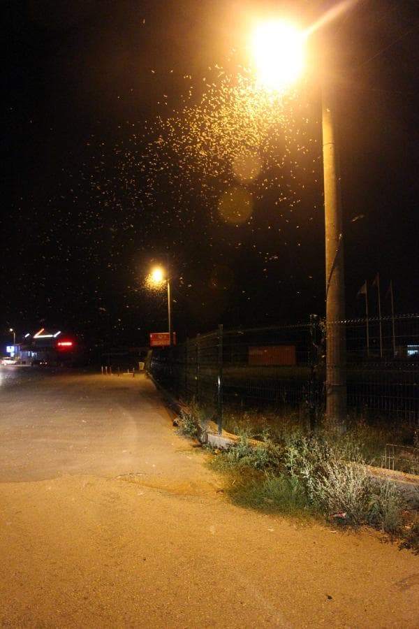 Sakarya Köprüsü'nde sineklerin ölüm dansı başladı