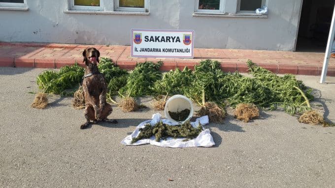 Üç ilçede uyuşturucu operasyonu