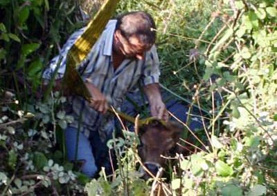Boğulmak Üzere Olan Buzağıyı İtfaiye Ekibi Kurtardı