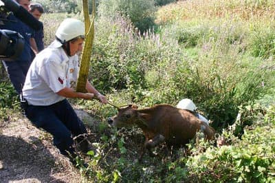 Boğulmak Üzere Olan Buzağıyı İtfaiye Ekibi Kurtardı
