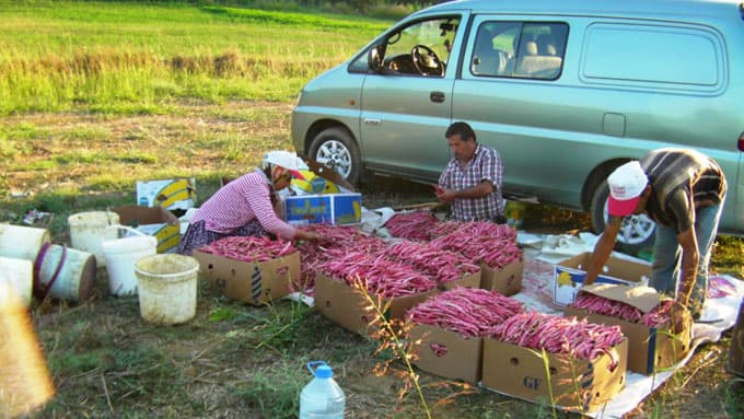 Barbunya üreticileri maliyetten muzdarip