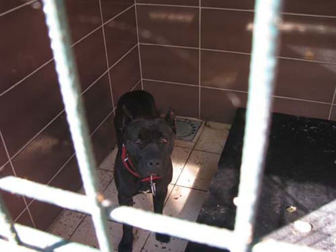 El konan tehlikeli köpekler ömür boyu bakılıyor