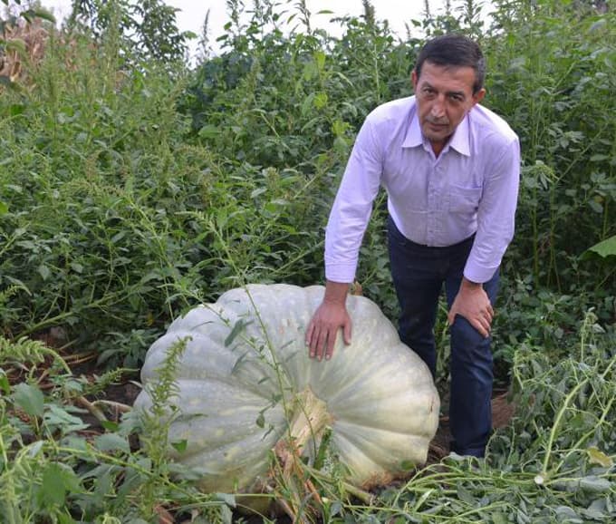 450 kiloluk balkabağı yetiştirdi