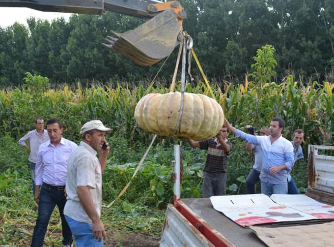 450 kiloluk balkabağı yetiştirdi