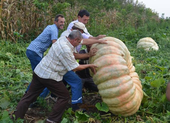 450 kiloluk balkabağı yetiştirdi