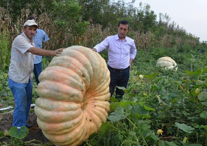 450 kiloluk balkabağı yetiştirdi