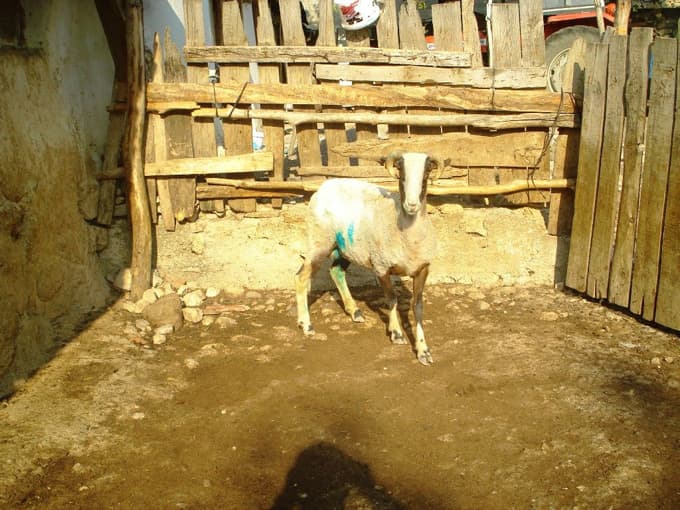 Başıboş köpekler ahırdaki koyunlara saldırdı