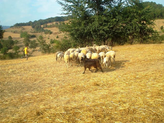 Başıboş köpekler ahırdaki koyunlara saldırdı