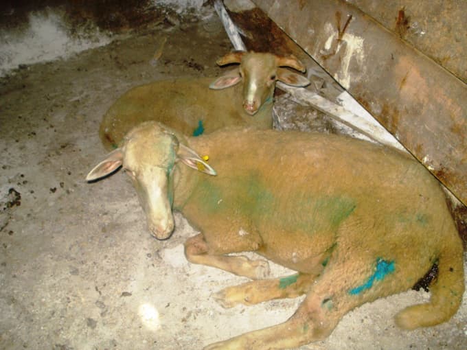 Başıboş köpekler ahırdaki koyunlara saldırdı