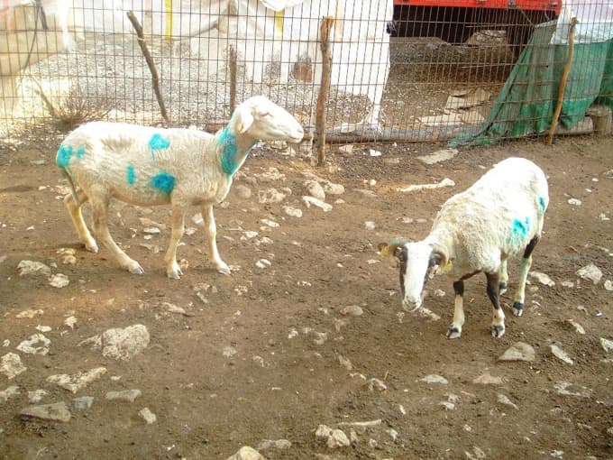 Başıboş köpekler ahırdaki koyunlara saldırdı