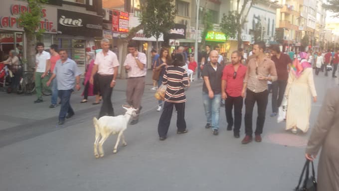 Çark caddesinde köpeğini değil, keçisini gezdirdi!