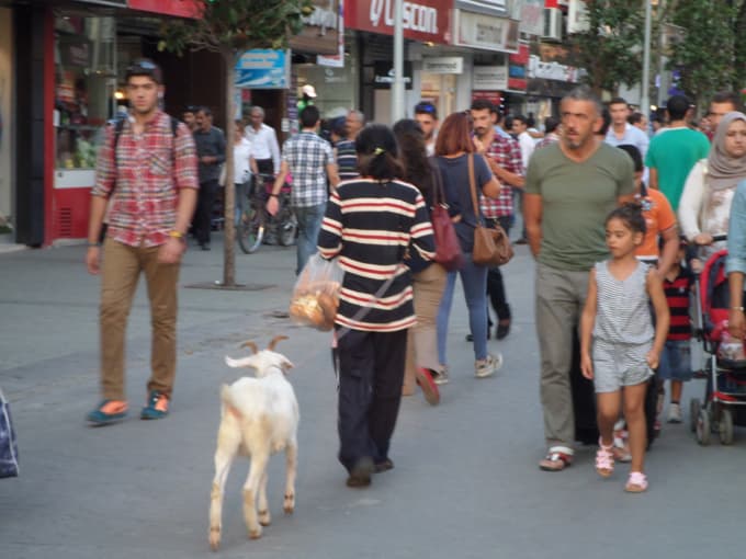 Çark caddesinde köpeğini değil, keçisini gezdirdi!