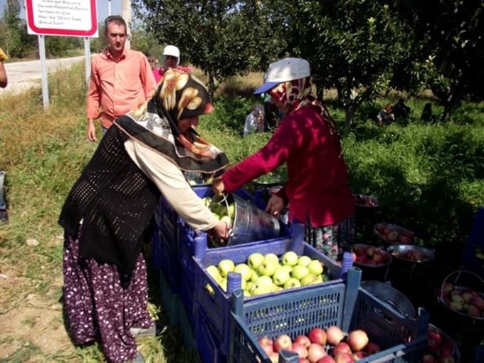 Elma fiyatları, geçen yıla göre yüksek olacak