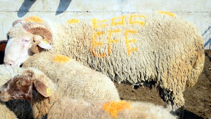 Kurban Bayramı'na doğru