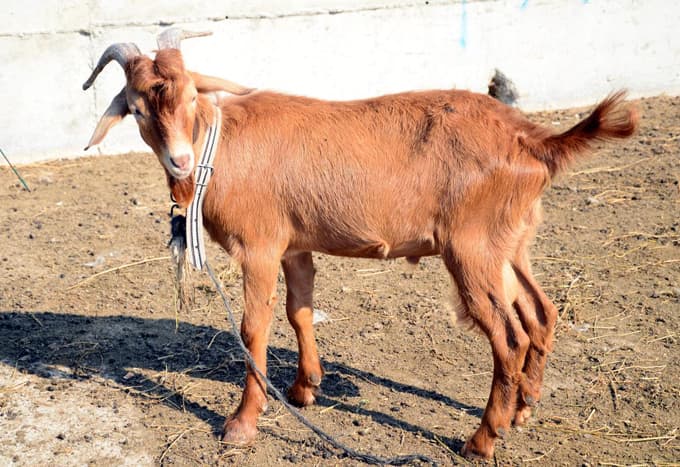 Kurban Bayramı'na doğru
