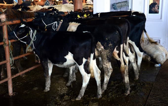 Kurban Bayramı'na doğru