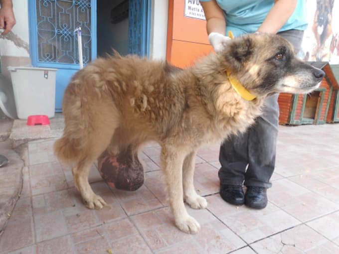 Sokak köpeğinin karın altındaki tümör alındı
