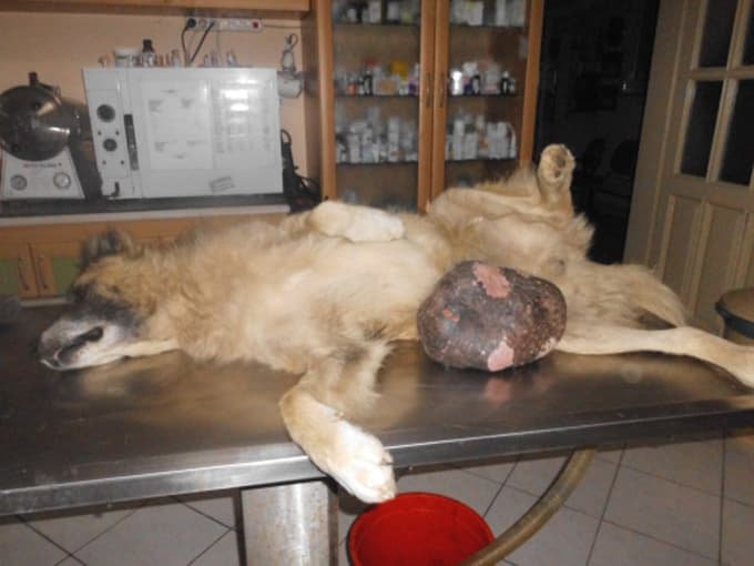 Sokak köpeğinin karın altındaki tümör alındı