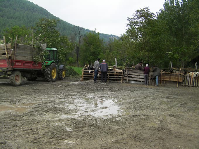 Taraklı'da hayvan pazarı çamur deryası