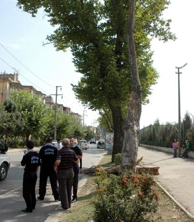Seyir Halindeki Otomobilin Üzerine Ağaç Düştü
