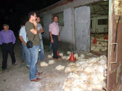 2 Bin Tavuk Telef Oldu