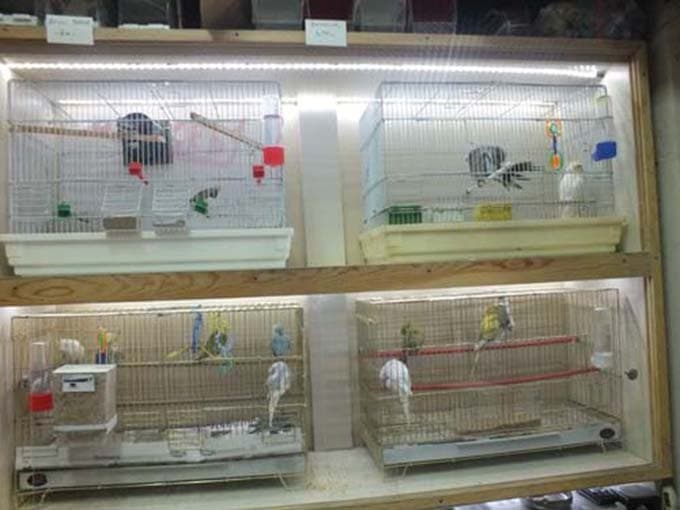 Pet-Shoplar denetleniyor