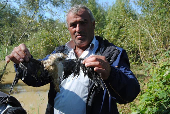 Roçka Kanalı'nda toplu balık ölümü