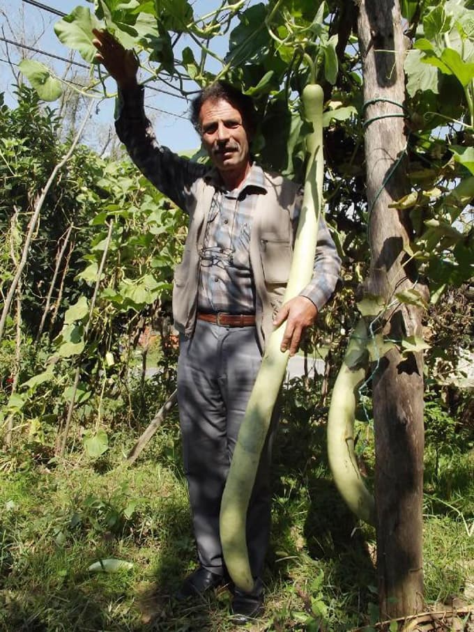 Boyu kadar sakız kabağı yetiştirdi
