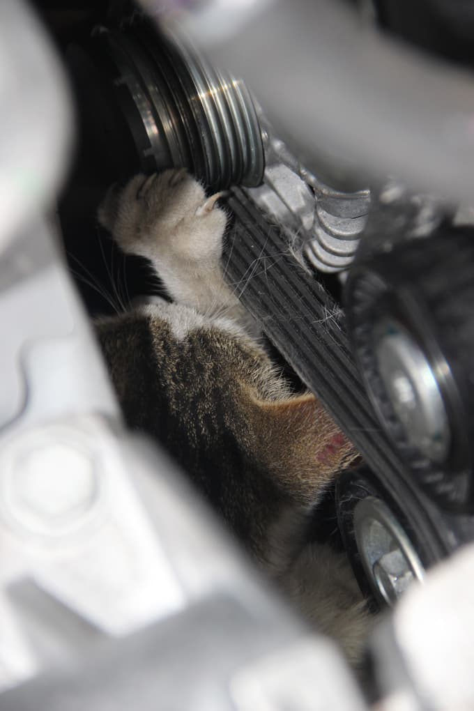 Aracın motoruna sıkışan kedi, yaralı şekilde kurtarıldı