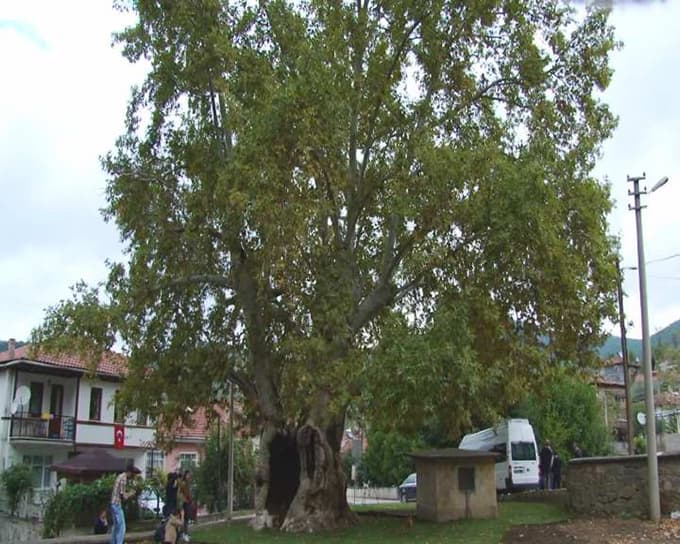 Osmanlı'nın diktiği 700 yıllık çınar ağacı koruma altında